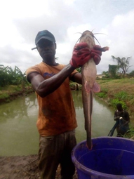 VegiFish: TriMark using treated wastewater for vegetable and fish production in Ghana